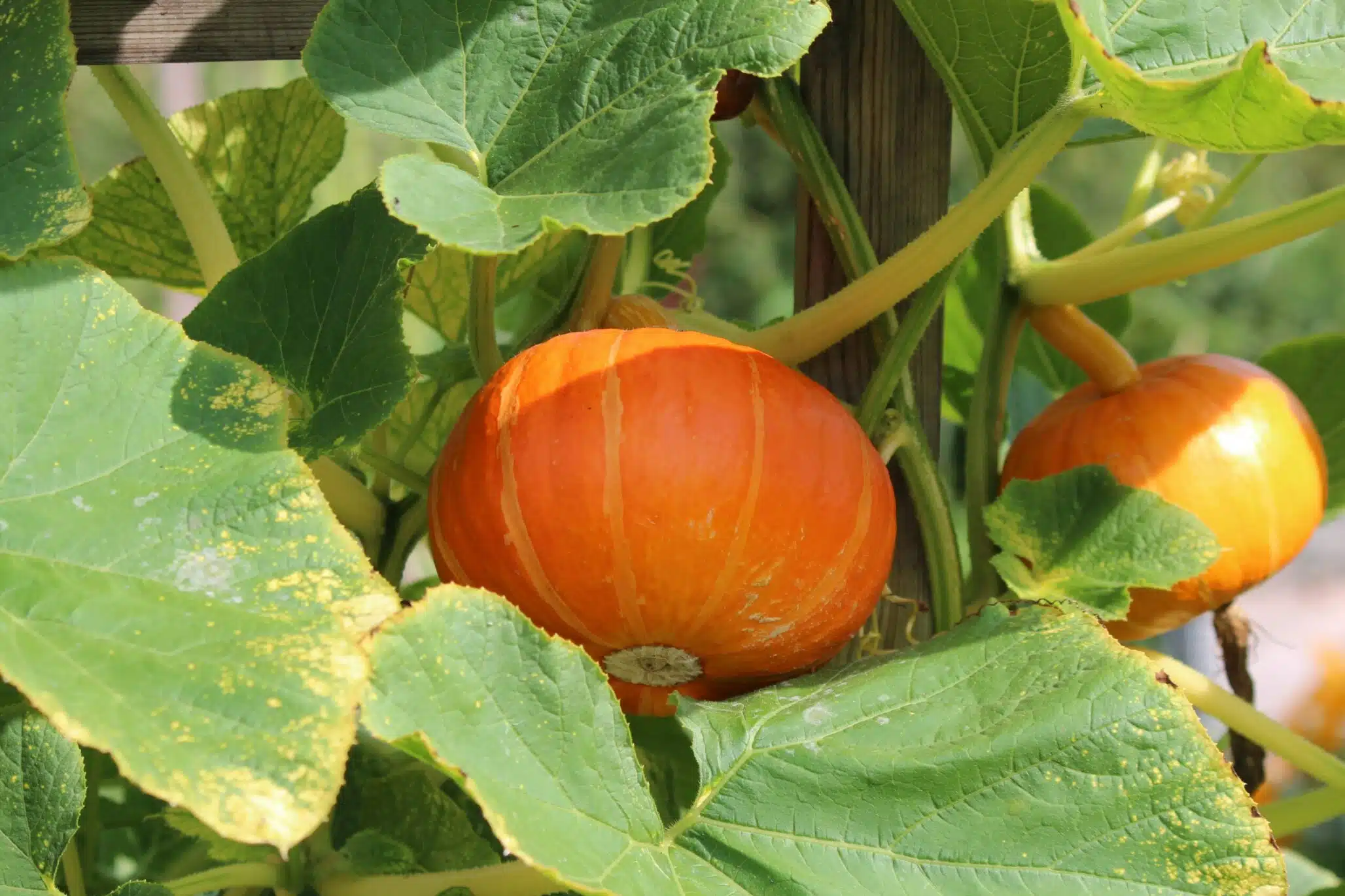 squash